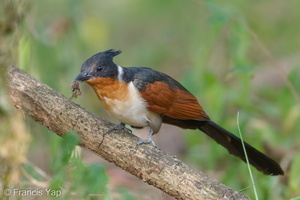 Chestnut-winged Cuckoo-190205-115ND500-FYP_3473-W.jpg