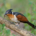Chestnut-winged_Cuckoo-190205-115ND500-FYP_3473-W.jpg