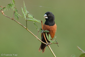 Chestnut Munia-220115-136MSDCF-FRY01638-W.jpg (4585 visits) Chestnut Munia at Telok Blangah Hill Park Chestnut Munia-220115-136MSDCF-FRY01638-W.jpg