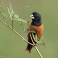 Chestnut_Munia-220115-136MSDCF-FRY01638-W.jpg
