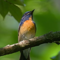 Chinese_Blue_Flycatcher-200308-112MSDCF-FYP08967-W.jpg