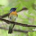 Chinese_Blue_Flycatcher-201011-103CANON-FY5R8292-W.jpg
