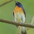 Chinese_Blue_Flycatcher-201011-103CANON-FY5R9475-W.jpg