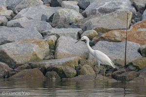 Chinese Egret-121026-103EOS1D-FY1X1691-W.jpg (4439 visits) Chinese Egret at Sungei Buloh Wetland Reserve Chinese Egret-121026-103EOS1D-FY1X1691-W.jpg