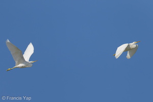 Chinese Egret-121026-103EOS1D-FY1X2535-W.jpg (4461 visits) Chinese Egret at Chek Jawa, Pulau Ubin Chinese Egret-121026-103EOS1D-FY1X2535-W.jpg