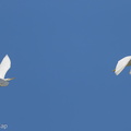 Chinese_Egret-121026-103EOS1D-FY1X2535-W.jpg