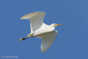 Chinese Egret-121026-103EOS1D-FY1X2539-W.jpg (4544 visits) Chinese Egret at Chek Jawa, Pulau Ubin Chinese Egret-121026-103EOS1D-FY1X2539-W.jpg