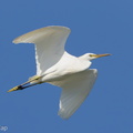 Chinese Egret-121026-103EOS1D-FY1X2539-W.jpg