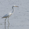 Chinese_Egret-140222-112EOS7D-IMG_2442-W.jpg