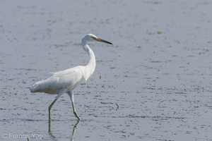 Chinese Egret-140222-112EOS7D-IMG_2483-W.jpg (4663 visits) Chinese Egret at Chek Jawa, Pulau Ubin Chinese Egret-140222-112EOS7D-IMG_2483-W.jpg