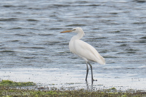 Chinese Egret-200316-100MSDCF-DSC00784-W.jpg (4804 visits) Chinese Egret at Chek Jawa, Pulau Ubin Chinese Egret-200316-100MSDCF-DSC00784-W.jpg