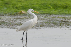 Chinese Egret-210417-107MSDCF-FRY06886-W.jpg (4705 visits) Chinese Egret at Chek Jawa, Pulau Ubin Chinese Egret-210417-107MSDCF-FRY06886-W.jpg
