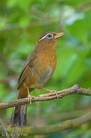 Chinese Hwamei-140502-116EOS1D-FY1X1474-W.jpg