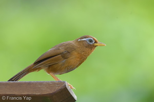 Chinese Hwamei-140502-116EOS1D-FY1X2106-W.jpg (4751 visits) Chinese Hwamei at Sentosa Chinese Hwamei-140502-116EOS1D-FY1X2106-W.jpg