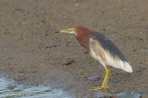 Chinese Pond Heron-120326-110EOS1D-FYAP1155-W.jpg
