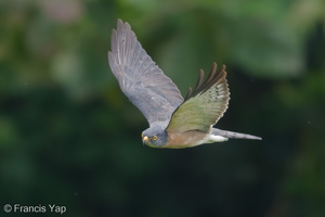 Chinese Sparrowhawk-181024-112ND500-FYP_1908-W.jpg (4858 visits) Chinese Sparrowhawk at Henderson Waves Chinese Sparrowhawk-181024-112ND500-FYP_1908-W.jpg