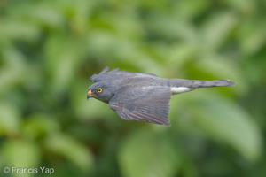 Chinese Sparrowhawk-181024-112ND500-FYP_1930-W.jpg (4741 visits) Chinese Sparrowhawk at Henderson Waves Chinese Sparrowhawk-181024-112ND500-FYP_1930-W.jpg