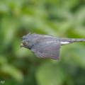 Chinese_Sparrowhawk-181024-112ND500-FYP_1930-W.jpg
