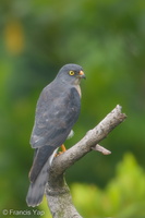 Chinese Sparrowhawk-181024-112ND500-FYP_2165-W.jpg (4842 visits) Chinese Sparrowhawk at Henderson Waves Chinese Sparrowhawk-181024-112ND500-FYP_2165-W.jpg
