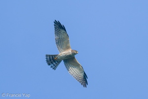 Chinese Sparrowhawk-201031-122MSDCF-FYP01002-W.jpg (4878 visits) Chinese Sparrowhawk at Henderson Waves Chinese Sparrowhawk-201031-122MSDCF-FYP01002-W.jpg
