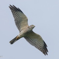 Chinese Sparrowhawk-211017-123MSDCF-FRY05514-W.jpg