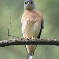 Chinese_Sparrowhawk-221231-161MSDCF-FYP06548-W.jpg