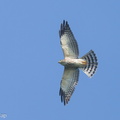 Chinese_Sparrowhawk-241013-247MSDCF-FYP03296-W.jpg