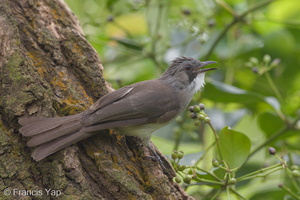 Cinereous Bulbul-150105-119EOS1D-FY1X9282-W.jpg (4775 visits) Cinereous Bulbul at Kent Ridge Park Cinereous Bulbul-150105-119EOS1D-FY1X9282-W.jpg