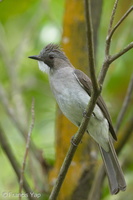 Cinereous Bulbul-150105-119EOS1D-FY1X9354-W.jpg (4556 visits) Cinereous Bulbul at Kent Ridge Park Cinereous Bulbul-150105-119EOS1D-FY1X9354-W.jpg