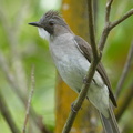 Cinereous_Bulbul-150105-119EOS1D-FY1X9354-W.jpg