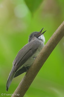 Cinereous Bulbul-170924-113EOS1D-F1X20840-W.jpg (4516 visits) Cinereous Bulbul at Pulau Ubin Cinereous Bulbul-170924-113EOS1D-F1X20840-W.jpg