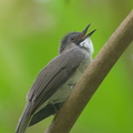 Cinereous_Bulbul-170924-113EOS1D-F1X20840-W.jpg