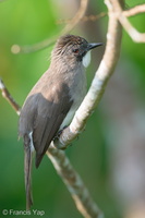 Cinereous Bulbul-191025-101MSDCF-FYP06284-W.jpg (4619 visits) Cinereous Bulbul at Jelutong Tower Cinereous Bulbul-191025-101MSDCF-FYP06284-W.jpg