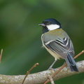 Cinereous Tit-191204-106MSDCF-FYP08168-W.jpg