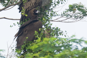 Cinereous Vulture-211230-135MSDCF-FRY01661-W.jpg (4638 visits) Cinereous Vulture at Singapore Botanic Gardens Cinereous Vulture-211230-135MSDCF-FRY01661-W.jpg