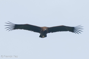 Cinereous Vulture-211230-135MSDCF-FRY02755-W.jpg (2110 visits) Cinereous Vulture at Singapore Botanic Gardens Cinereous Vulture-211230-135MSDCF-FRY02755-W.jpg