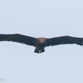 Cinereous Vulture-211230-135MSDCF-FRY02755-W.jpg