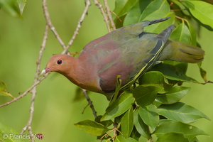 Cinnamon-headed Green Pigeon-160306-102EOS5D-FY5S3559-W.jpg (4526 visits) Cinnamon-headed Green Pigeon at Tampines Eco Green Cinnamon-headed Green Pigeon-160306-102EOS5D-FY5S3559-W.jpg