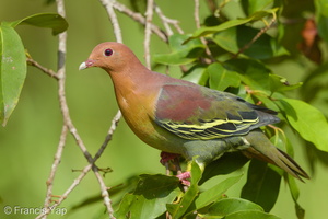 Cinnamon-headed Green Pigeon-160306-102EOS5D-FY5S3564-W.jpg (1412 visits) Cinnamon-headed Green Pigeon at Tampines Eco Green Cinnamon-headed Green Pigeon-160306-102EOS5D-FY5S3564-W.jpg