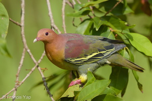 Cinnamon-headed Green Pigeon-160306-102EOS5D-FY5S3585-W.jpg (4493 visits) Cinnamon-headed Green Pigeon at Tampines Eco Green Cinnamon-headed Green Pigeon-160306-102EOS5D-FY5S3585-W.jpg