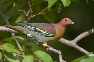Cinnamon-headed Green Pigeon-160306-124EOS1D-FY1X0845-W.jpg (4606 visits) Cinnamon-headed Green Pigeon at Tampines Eco Green Cinnamon-headed Green Pigeon-160306-124EOS1D-FY1X0845-W.jpg