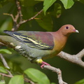 Cinnamon-headed_Green_Pigeon-160306-124EOS1D-FY1X0845-W.jpg