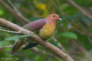 Cinnamon-headed Green Pigeon-170107-105EOS7D-FY7D3210-W.jpg (1444 visits) Cinnamon-headed Green Pigeon at Pulau Ubin Cinnamon-headed Green Pigeon-170107-105EOS7D-FY7D3210-W.jpg
