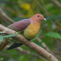 Cinnamon-headed_Green_Pigeon-170107-105EOS7D-FY7D3210-W.jpg
