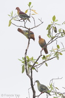 Cinnamon-headed Green Pigeon-201126-104CANON-FY5R5974-W.jpg (4704 visits) Cinnamon-headed Green Pigeon at Pulau Ubin Cinnamon-headed Green Pigeon-201126-104CANON-FY5R5974-W.jpg