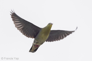 Cinnamon-headed Green Pigeon-201126-104CANON-FY5R7284-W.jpg (4575 visits) Cinnamon-headed Green Pigeon at Pulau Ubin Cinnamon-headed Green Pigeon-201126-104CANON-FY5R7284-W.jpg
