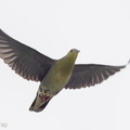 Cinnamon-headed_Green_Pigeon-201126-104CANON-FY5R7284-W.jpg