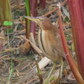Cinnamon_Bittern-200127-111MSDCF-FYP03992-W.jpg