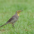 Citrine_Wagtail-240114-214MSDCF-FYP01124-W.jpg