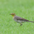 Citrine Wagtail-240114-214MSDCF-FYP01922-W.jpg